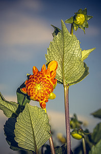 close up photo of red and yellow petaled flower thumbnail
