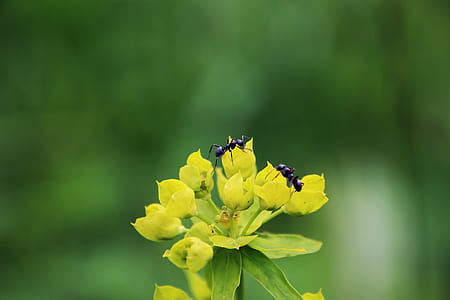 shallow focus photo of two ants on flower thumbnail