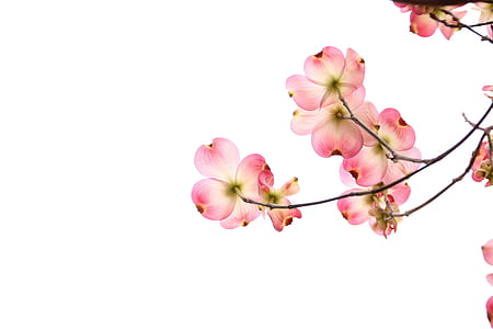 pink dogwood flower selective focus photography thumbnail