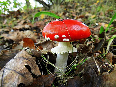 Fly Agaric, Forest thumbnail