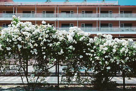 Roses of Bulgaria thumbnail
