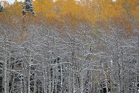 white bare tree during daytime thumbnail
