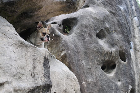 white and brown dog on rock formation thumbnail