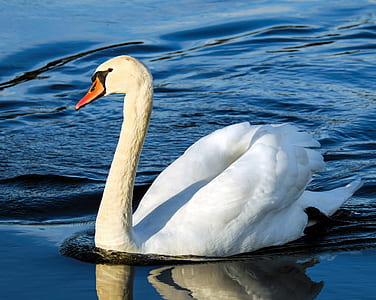 white swan in water thumbnail