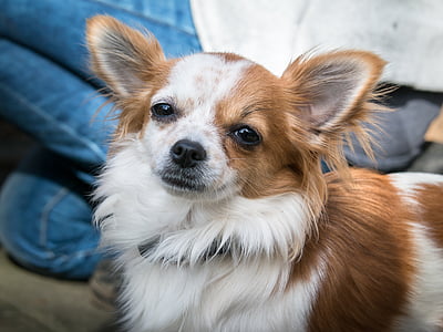 tan and white longhaired Chihuahua thumbnail