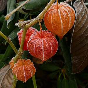 four red fruits in closeup photo thumbnail