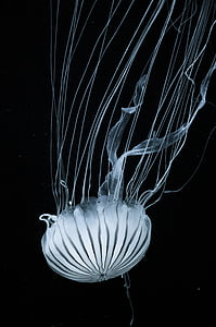 white jelly fish thumbnail