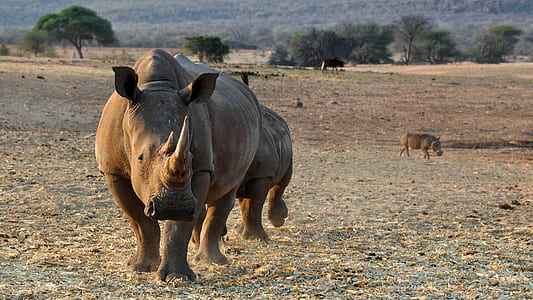 rhino thumbnail