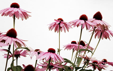 pink coneflowers closeup photography thumbnail
