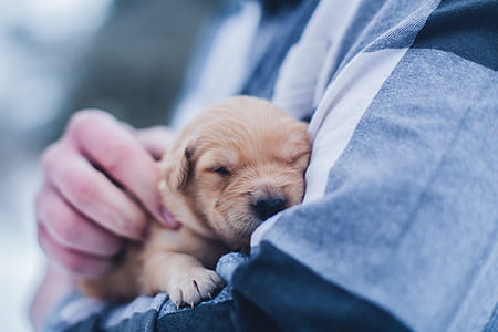 man carrying yellow Labrador retriever puppy thumbnail