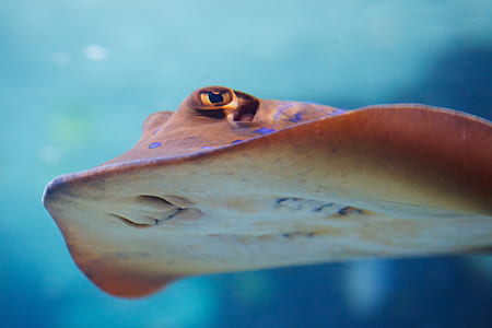 brown and white stringray in shallow focus photography thumbnail