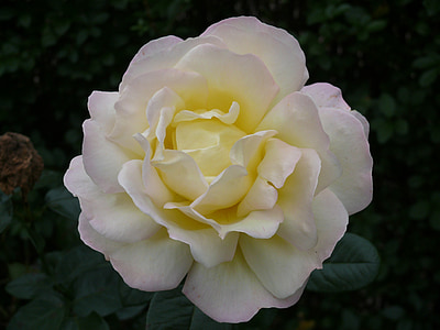 white and yellow rose flower in closeup photo thumbnail