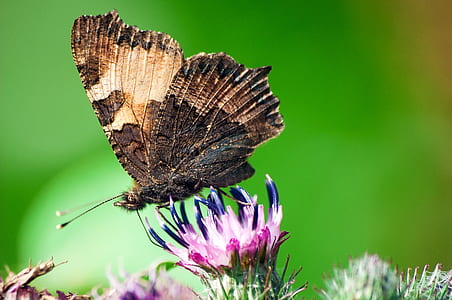 closeup photography of black butterfly perched on pink flower thumbnail