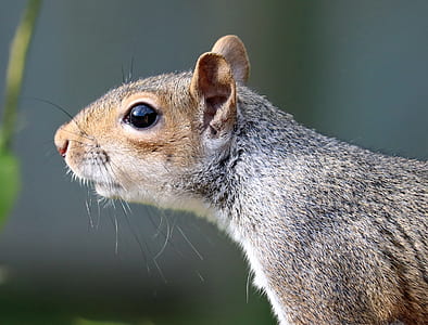 squirrel thumbnail