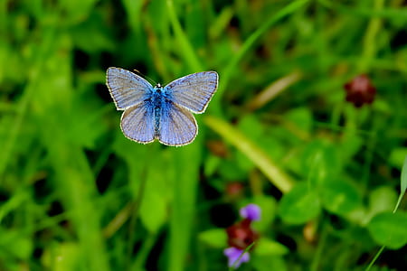silver-studded butterfly selective photography thumbnail