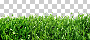 Lawn , Grass, green grass PNG clipart