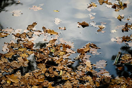 brown leaves floating above water thumbnail