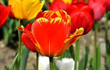 focus photography of red and yellow tulip flower thumbnail