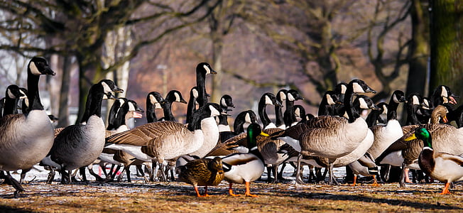 flocks of goose thumbnail