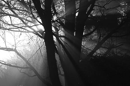 silhouette of tree branch thumbnail