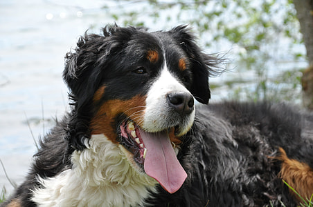 selective focus photo of Bernese mountain dog thumbnail