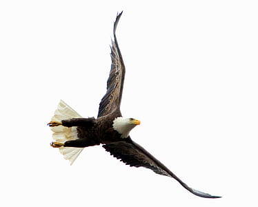 bald eagle soaring in the skyt thumbnail