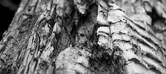 grayscale photo of tree trunk thumbnail