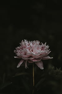pink peony in bloom closeup photography thumbnail