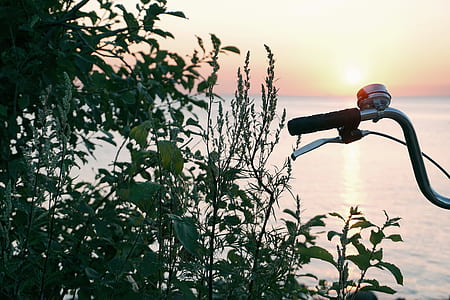 bicycle near green leafed plants beside of body of water thumbnail