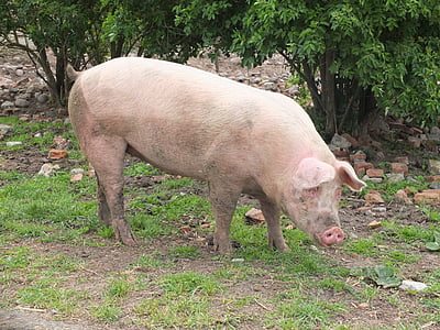 pink pig standing on green grass thumbnail