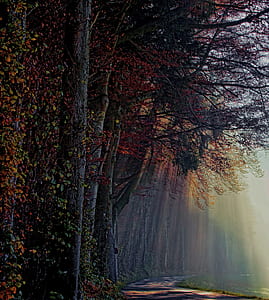 green and orange tree with sun rays painting thumbnail