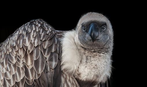 brown and white eagle thumbnail