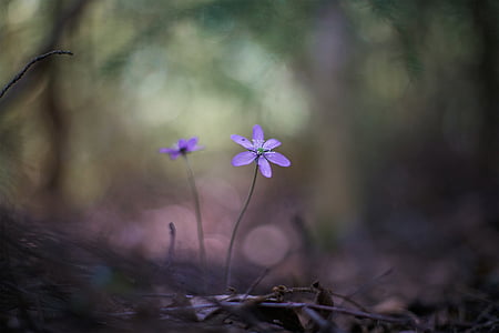 macro photography of purple flowers thumbnail