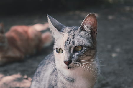 selective focus photography of short-fur gray and black cat thumbnail