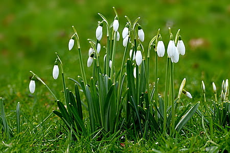 photo of white petaled flowers thumbnail