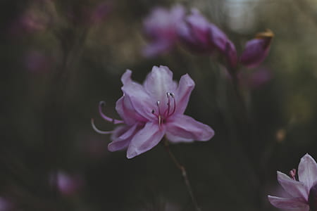 closeup photography of pink petaled flower thumbnail