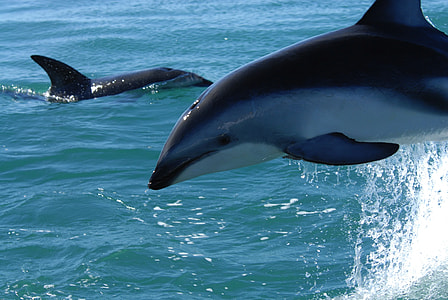 two black and gray dolphins on blue ocean water thumbnail