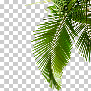 Sago palm Leaf Arecaceae Stock photography Cycad, Green palm leaves, green coconut tree under blue sky at daytime PNG clipart