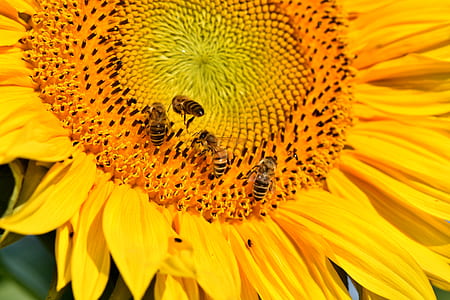 yellow flower thumbnail