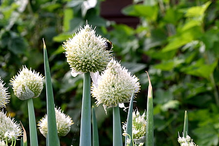 shallow focus photography of plant during daytime thumbnail