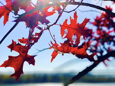 maple leaf under clear sky thumbnail