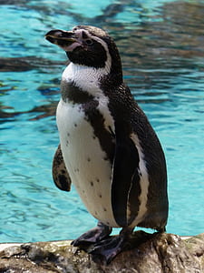 black and white penguin thumbnail