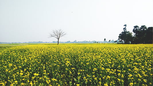 yellow flower field under white sky during daytime thumbnail