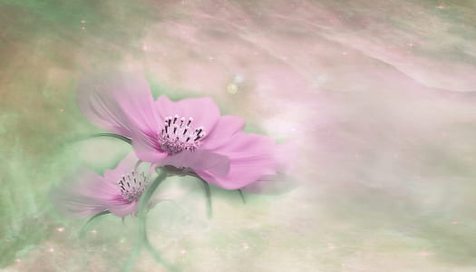 pink cosmos flower painting thumbnail