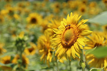 Selective Focus Photography of Yellow Sunflower thumbnail