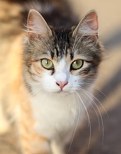 focus photo of gray cat thumbnail
