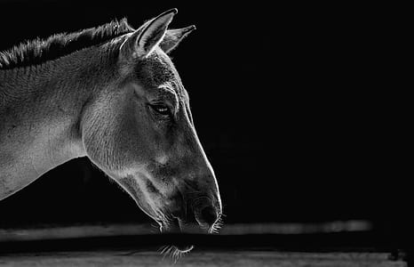 grayscale photography of horse thumbnail