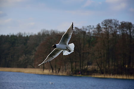flight, nature, sky, bird thumbnail
