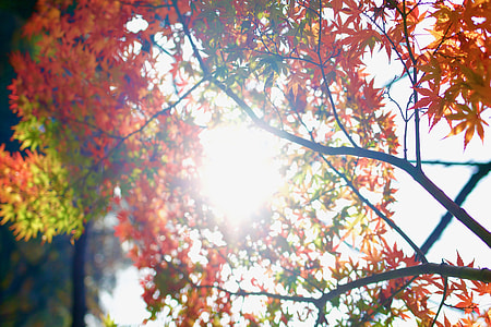 red petal tree with sun rays thumbnail