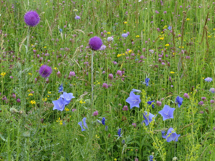 assorted-color petaled flowers